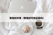 黄槐树养殖（黄槐树可做盆栽吗）